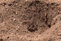 Episyron rufipes