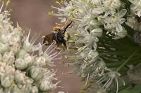 Philanthus triangulum