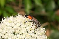Sphex funerarius