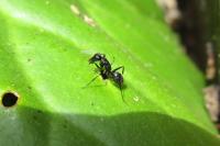 Camponotus vagus