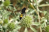 Scolia hirta