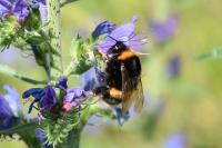 Bombus terrestris