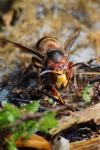 Vespa crabro