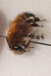 Anthophora plumipes