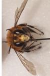 Anthophora plumipes