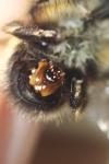 Anthophora plumipes