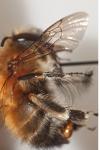 Anthophora plumipes