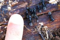 Camponotus vagus