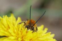 Eucera longicornis
