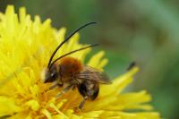 Eucera longicornis