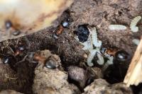 Lasius emarginatus