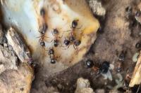 Lasius emarginatus