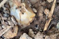 Lasius emarginatus