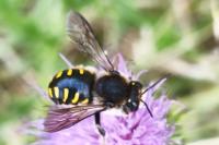 Anthidium septemspinosum