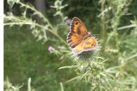 Pyronia tithonus