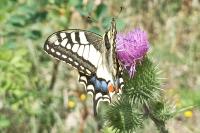 Papilio machaon