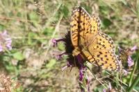 Speyeria aglaja