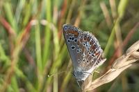 Aricia agestis