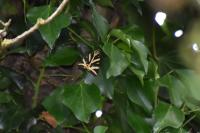 Euplagia quadripunctaria