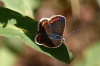 Aricia agestis