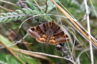 Euclidia glyphica