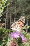 Vanessa cardui