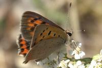 Lycaena phlaeas