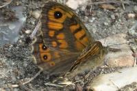 Lasiommata megera