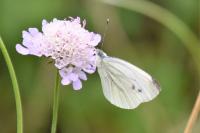 Pieris napi