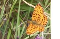 Boloria selene