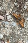 Melitaea cinxia