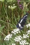 Limenitis reducta