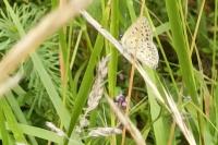 Lycaena tityrus