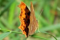 Polygonia c-album