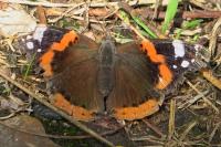 Vanessa atalanta