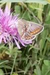 Polyommatus icarus