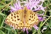 Fabriciana adippe