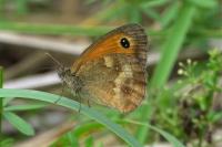 Pyronia tithonus