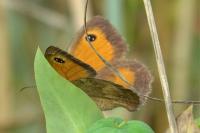 Pyronia tithonus