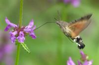 Macroglossum stellatarum
