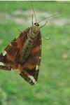 Euplagia quadripunctaria