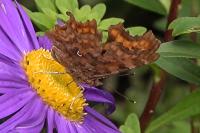 Polygonia c-album