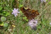 Polygonia c-album
