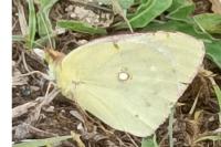 Colias alfacariensis