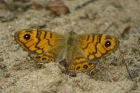 Lasiommata megera