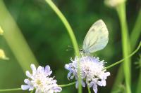 Pieris napi