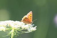 Lycaena phlaeas