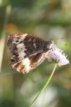 Brintesia circe