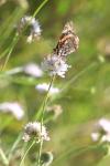 Vanessa atalanta
