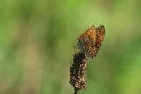Melitaea cinxia